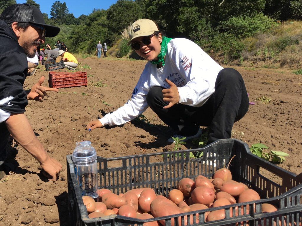 group collecting harvest