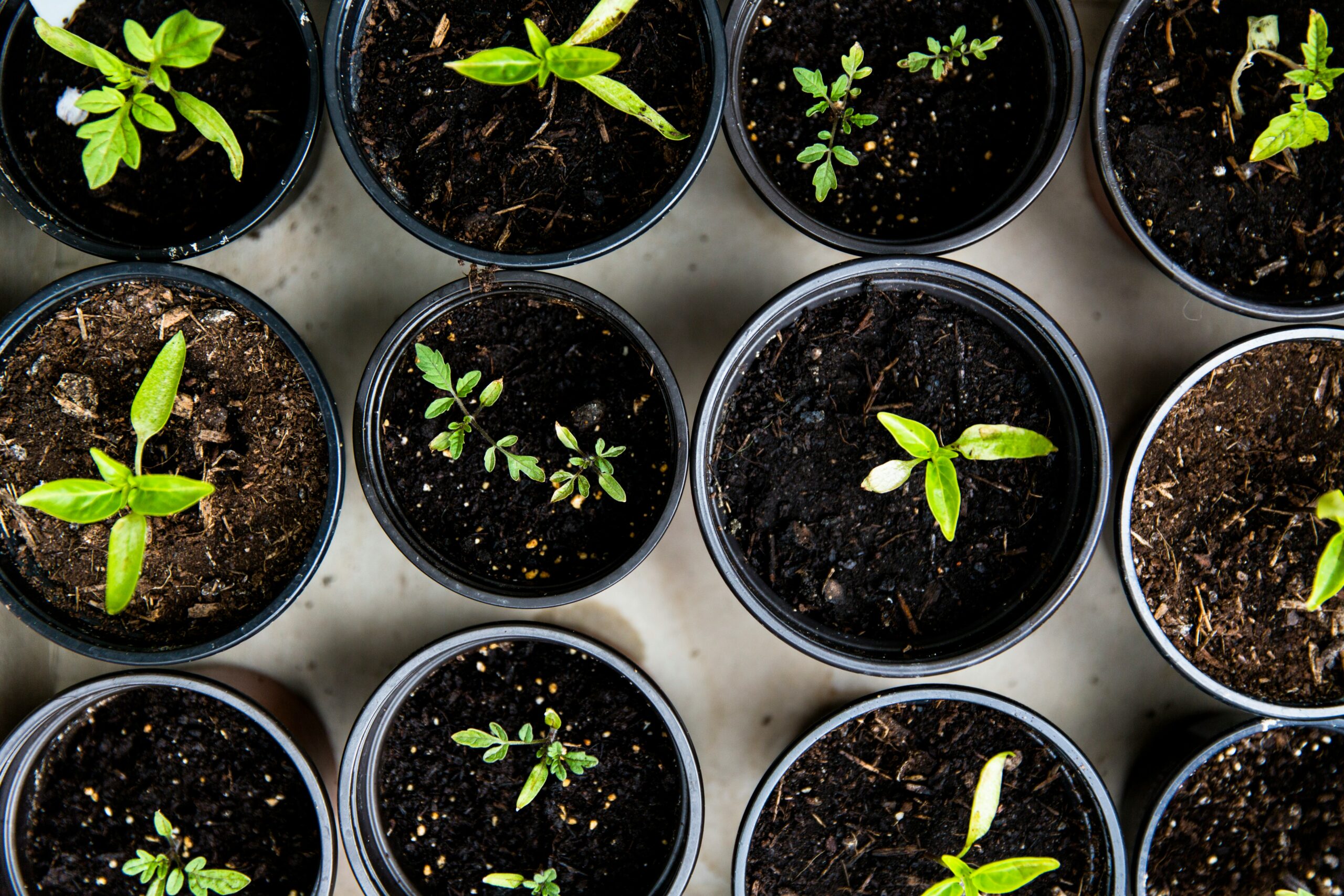 Farm to School Roundtable