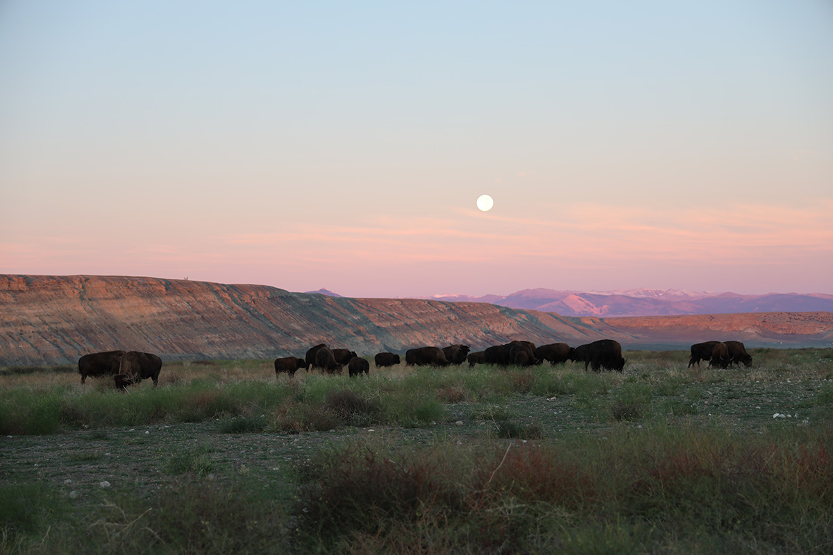 Buffalo at sunset.