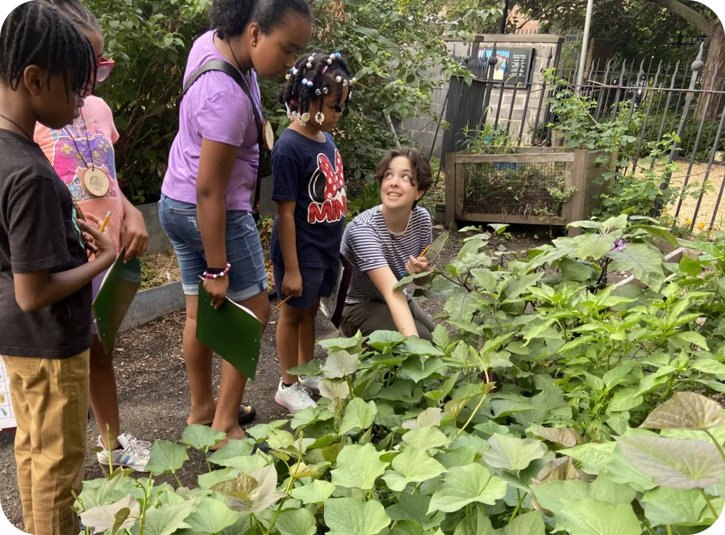 Youth looking at a garden bed.