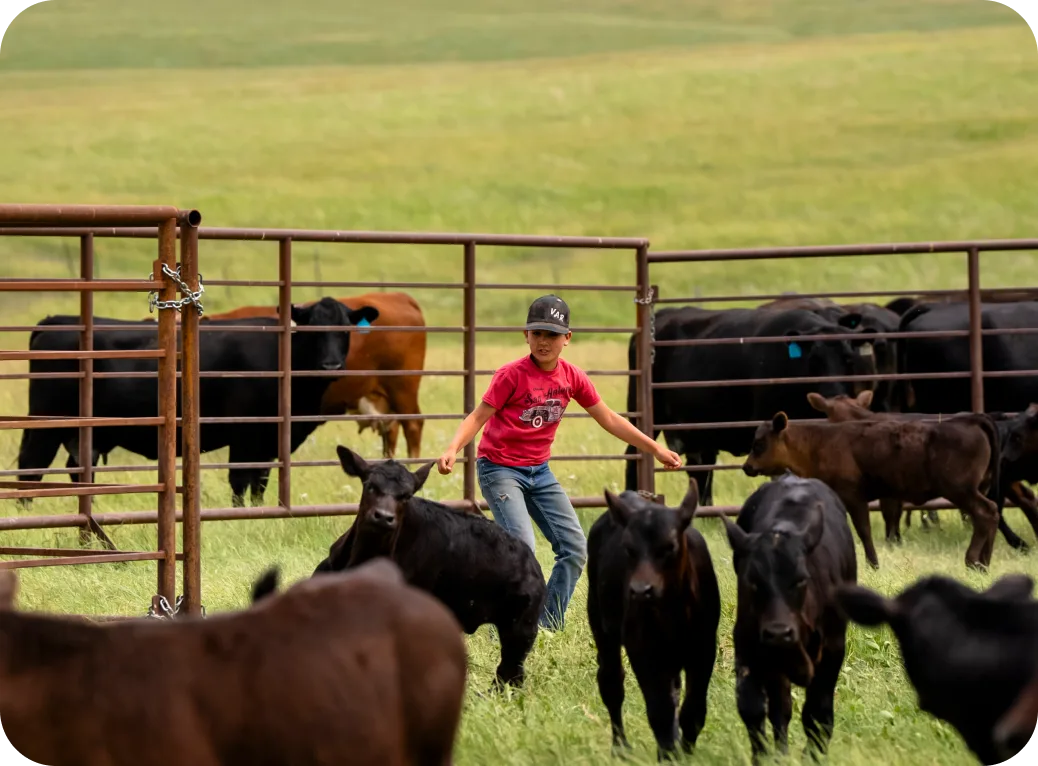 A young person herding cattle.