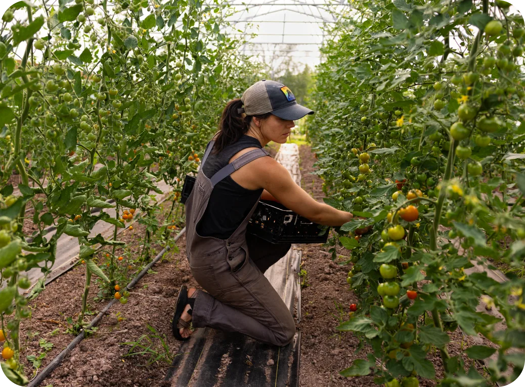 A farmer in a tomato hothouse.