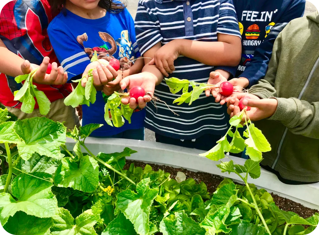 Children hold radishes.