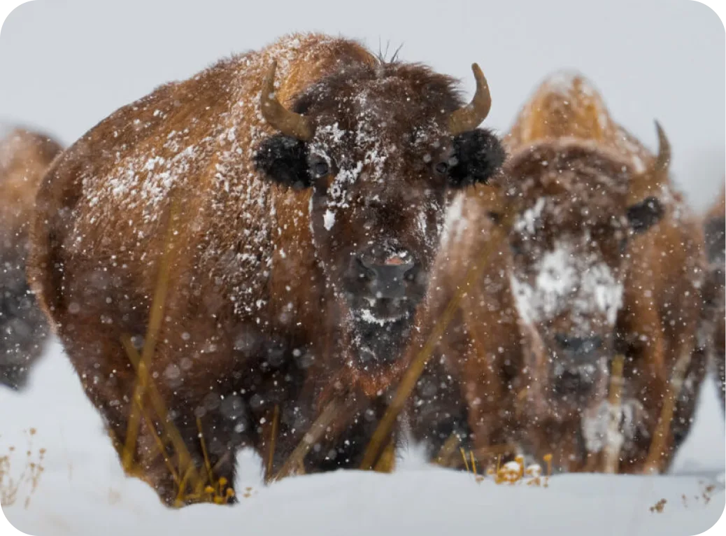 Buffalo in the snow