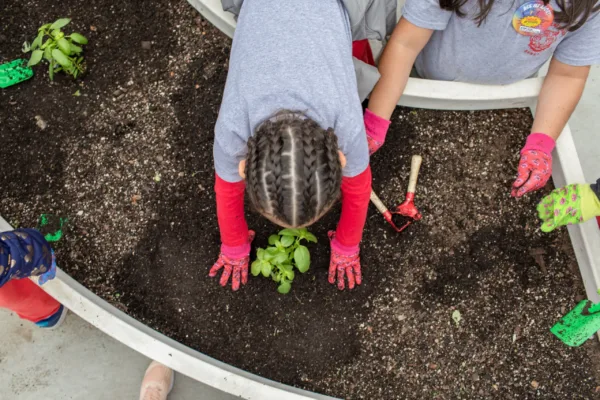 A child plants basil