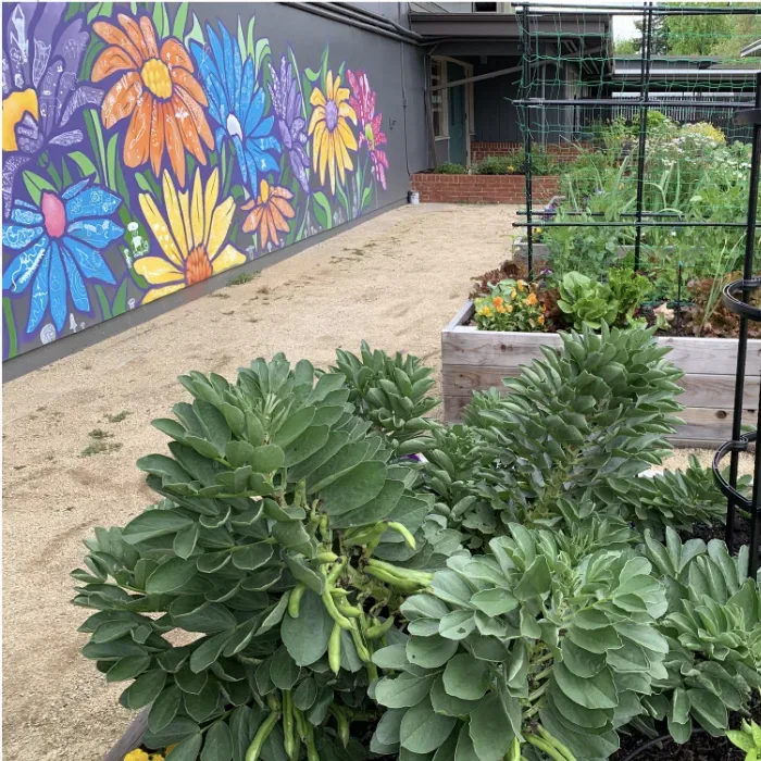 Plants grow in a school garden