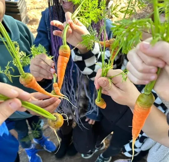 Kids hold garden-fresh carrots.