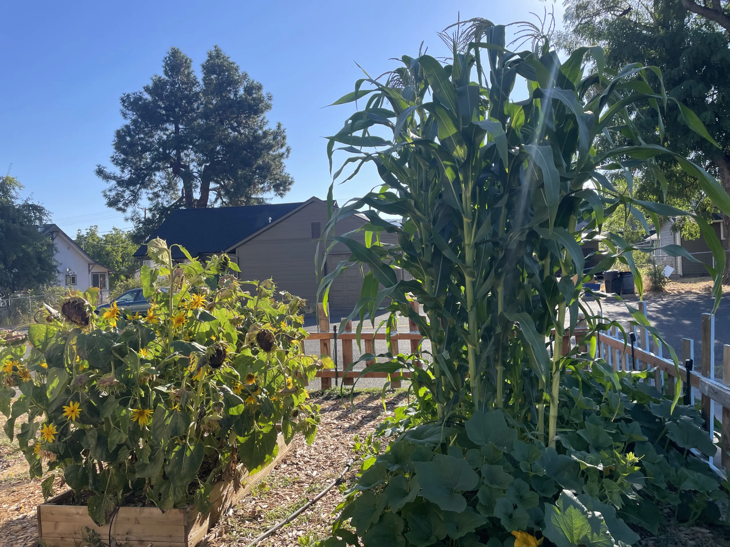 A garden with sunflowers and corn