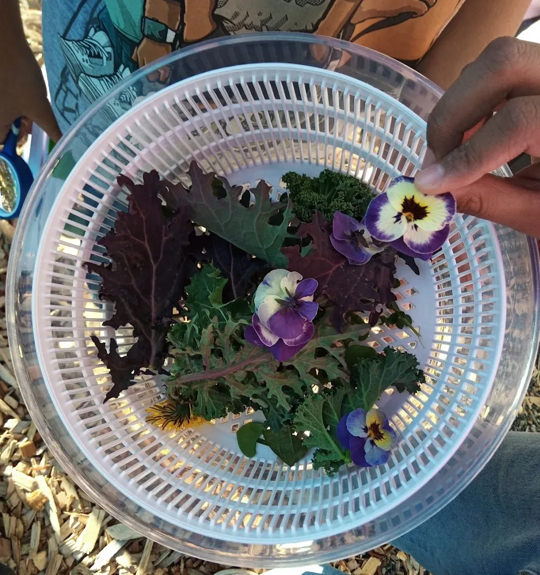 Edible flowers and greens.