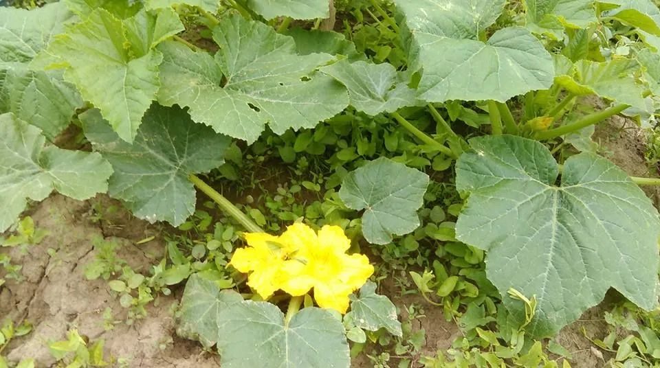 Squash blossom